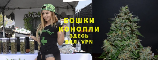 стаф Аркадак